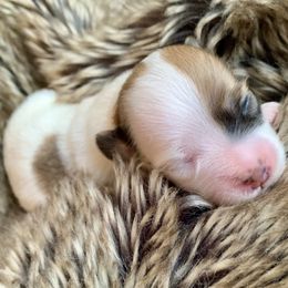 Coton de Tulear Puppies from Catawba Cotons