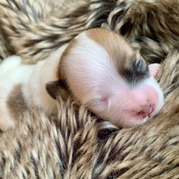 Coton de Tulear Puppies from Catawba Cotons