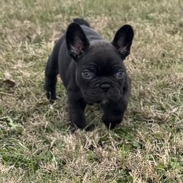 French Bulldog Puppies from Teak’s Texas Frenchie’s