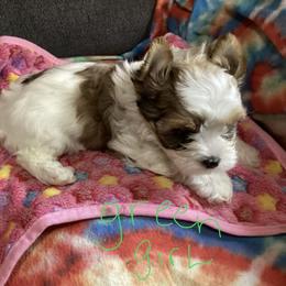 Girl green collar - Black tan and white female Biewer Terrier puppy in Madisonville, Tennessee from Heavenly Yorkies in Southeast Tennessee