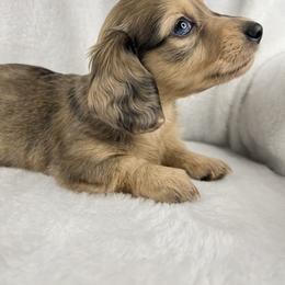 Dachshund Puppies from Golden Creek Farm