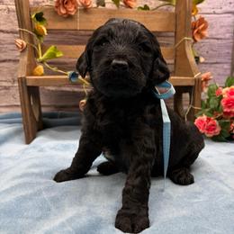 Alpine - Black male Goldendoodle puppy in Lisbon, Ohio from Willow Lane Doodles
