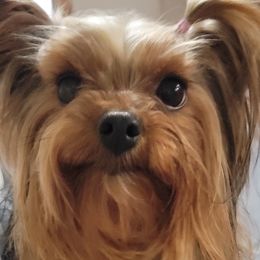 Yorkshire Terriers from Yorkies of Pineville