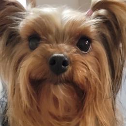 Yorkshire Terriers from Yorkies of Pineville