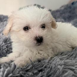 Milo - White male Maltese puppy in Chattanooga, Tennessee from Joyfull Pals