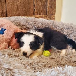Bump in the Night - Black and white male Border Collie puppy in Caledonia, Michigan from Magnolia Acres