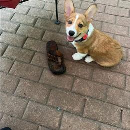 Pembroke Welsh Corgi puppies from LOYAL T K9's CORGIS