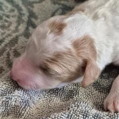 Aussiedoodles and Double Doodles from Cat's Golden Labradoodles