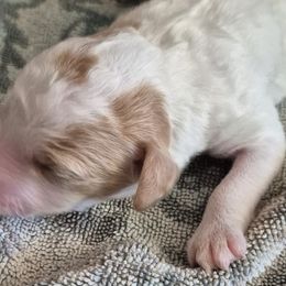 Aussiedoodles and Double Doodles from Cat's Golden Labradoodles