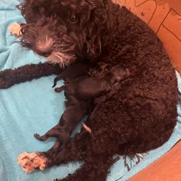 Winnie - Poodle