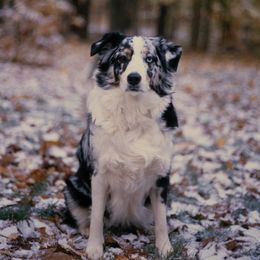 Sydney - Australian Shepherd