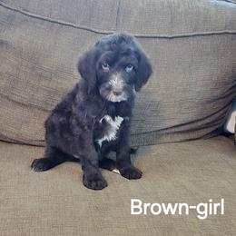 Cocoa - Brown and white female Bernedoodle puppy in Columbia, Illinois from Hillcastle Breeders
