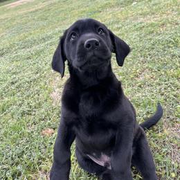 Labrador Retriever Puppies from J and D Retrievers