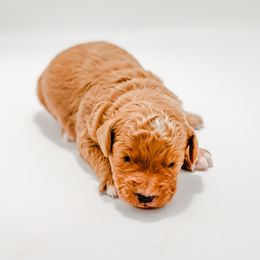Olaf - Apricot male Goldendoodle puppy in Valley Center, California from AweStrunk Farms