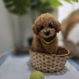Ken - Apricot male Maltipoo puppy in San Diego, California from Maltipoos SD