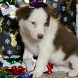 Sunkist - Red female Border Collie puppy in Richmond, Maine from Lil Maine Border Collies