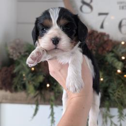 Lucy - Tri-color female Cavalier King Charles Spaniel puppy in Stevens, Pennsylvania from Jodi's Cavalier King Charles Spaniels and Cavapoos