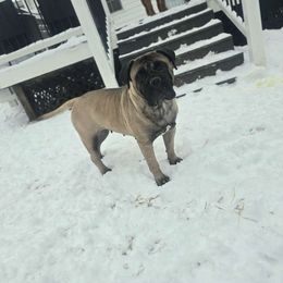 Valentina - Bullmastiff