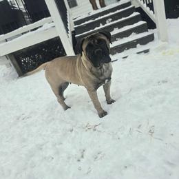 Valentina - Bullmastiff