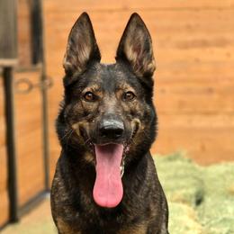 Atia - German Shepherd