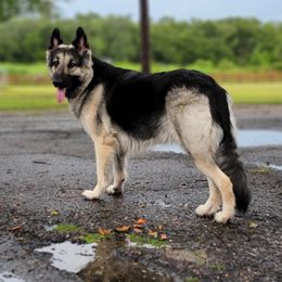 Ruby - Shiloh Shepherd
