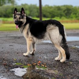 Ruby - Shiloh Shepherd