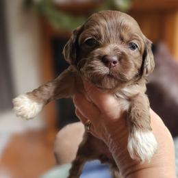 Pink Female - Brown and tan female Cockapoo puppy in Mocksville, North Carolina from Hunting Creek Farms