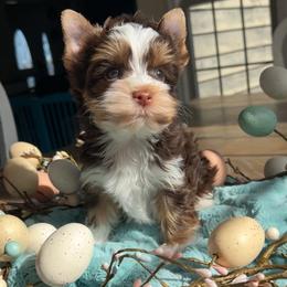 Archibald aka Archi - Chocolate, tan and white male Yorkshire Terrier puppy in Parkersburg, West Virginia from Chocolate Diamonds in the RUFF