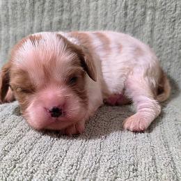 Baxter - Blenheim male Cavalier King Charles Spaniel puppy in Pennsylvania from Julie's Cavalier King Charles Spaniels