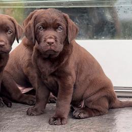 Pink - Chocolate female Labrador Retriever puppy in Central City, Nebraska from MochaLabradors