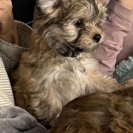 Havanese Puppies from HavaHavanese