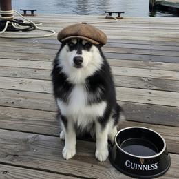 Larry - Black and white male Pomsky puppy in Orlando, Florida from Way too cute Pomskies