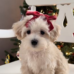 Maltipoo, Poodle, and Shichon All Grown Up from Family Teddy Bears