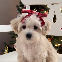 Maltipoo, Poodle, and Shichon All Grown Up from Family Teddy Bears