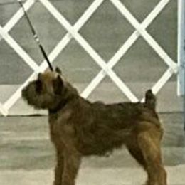 Brussels Griffons from Camelot Brussels Griffons
