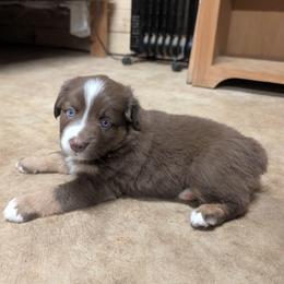 Indie - Red tri female Miniature Australian Shepherd puppy in Crockett, Texas from Pleasant Grove Aussies