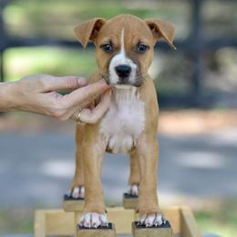 The Steady Companion - Red male American Staffordshire Terrier puppy in St. Augustine, Florida from LBK & Ancient City