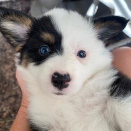 Marley - White and black female Pembroke Welsh Corgi puppy in Ramona, Oklahoma from Eden Farms Corgis