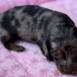 Wendy - Dapple female Dachshund puppy in Salem, Oregon from Longdox Mini Dachshunds