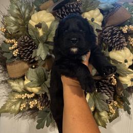 Midnight (3rd pick black male) - Black male German Shepherd puppy in Watervliet, Michigan from M&M Shepherd Farms