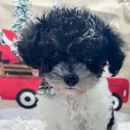 Blaze - Parti male Poodle puppy in Columbus, Mississippi from Rocky Road Kennel