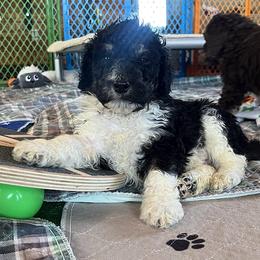 Starlord - Black tri-color male Aussiedoodle puppy in Springfield, Missouri from Doodle Dandy Bernedoodles & Aussiedoodles