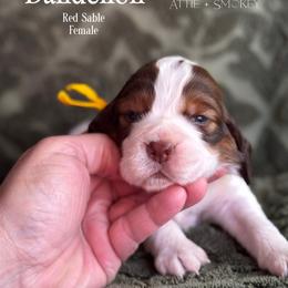 Dandilion - Red and white female English Springer Spaniel puppy in Tupalo, Mississippi from Butterfield Trail Farm