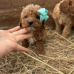 Samantha - Red  female Goldendoodle puppy in Mint Hill, North Carolina from DoodleForever