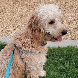 Lilly - Goldendoodle