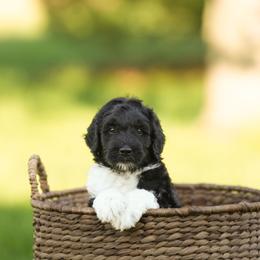 Cedar - Tri-color male Bernedoodle puppy in Delta, Pennsylvania from KEE Bernedoodles