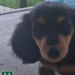Dachshunds from Green Acres Dachshunds