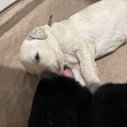 Poodle Puppies from Tyler Family Poodles