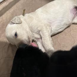 Poodle Puppies from Tyler Family Poodles