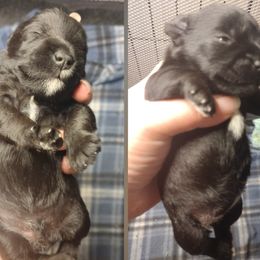 Miniature Schnauzers and Pembroke Welsh Corgis from Wooten Farm